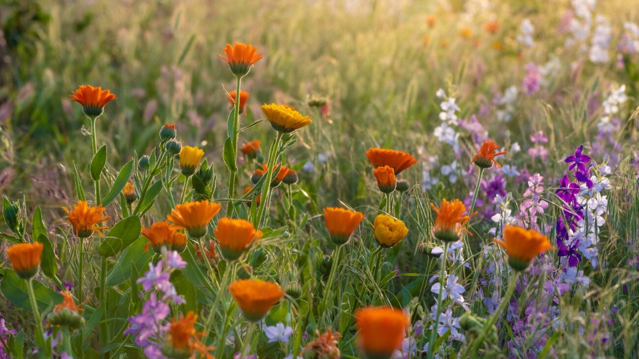 Classical Music Inspired by Flowers | WFMT